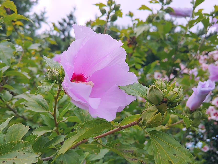 rose of sharon, pink flower, pink sharon, flower garden, flowering plant