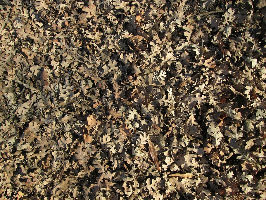 leaves, leaf, texture, nature, vegetation, ground cover, full frame HD wallpaper