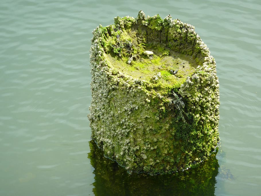 pier, barnacles, coast, sea, water, old, weathered, no people HD wallpaper