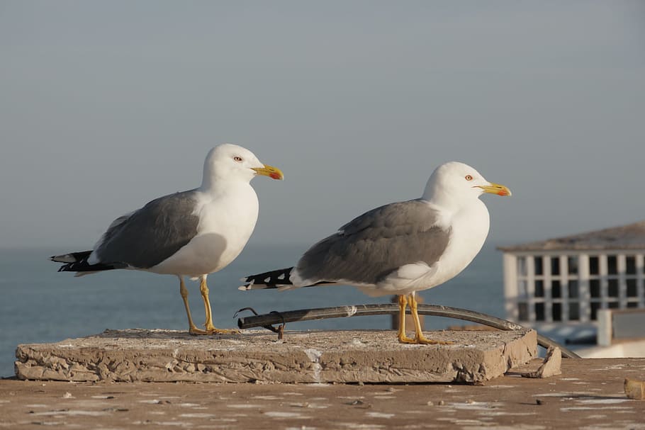 Gulls, Sea, Close, bird, beach, animal themes, animals in the wild HD wallpaper