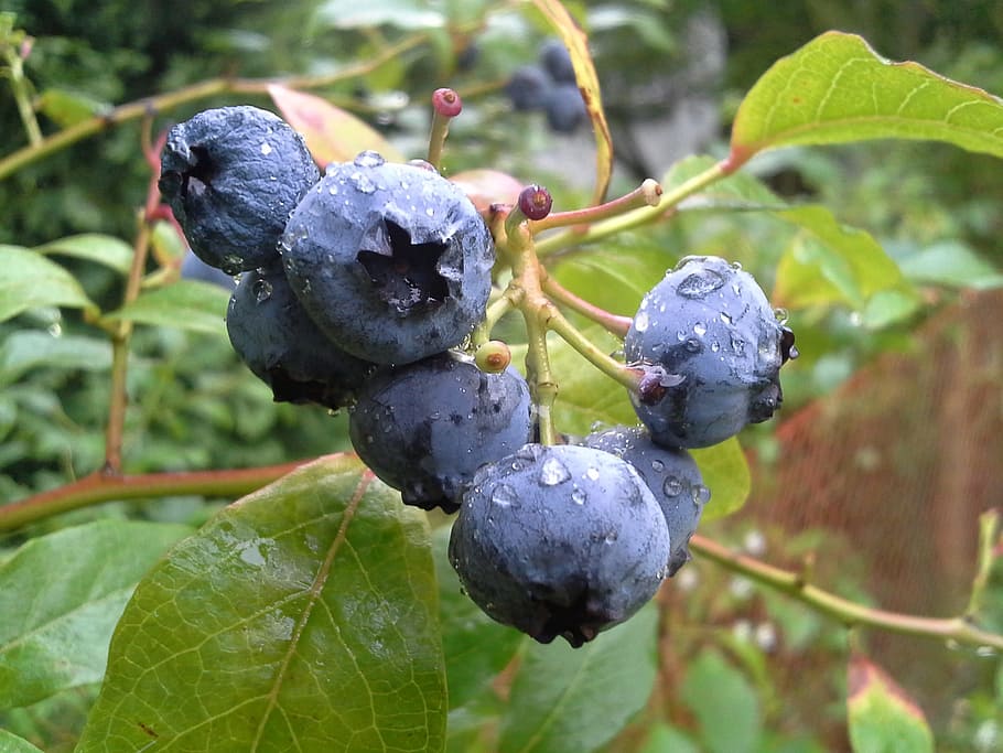 bilberry american, fruit, the plot, garden, bush, plant, leaf HD wallpaper