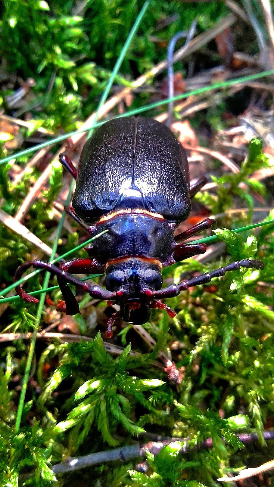 beetle, maybug, insect, the beetle, nature, worm, green, grass HD wallpaper