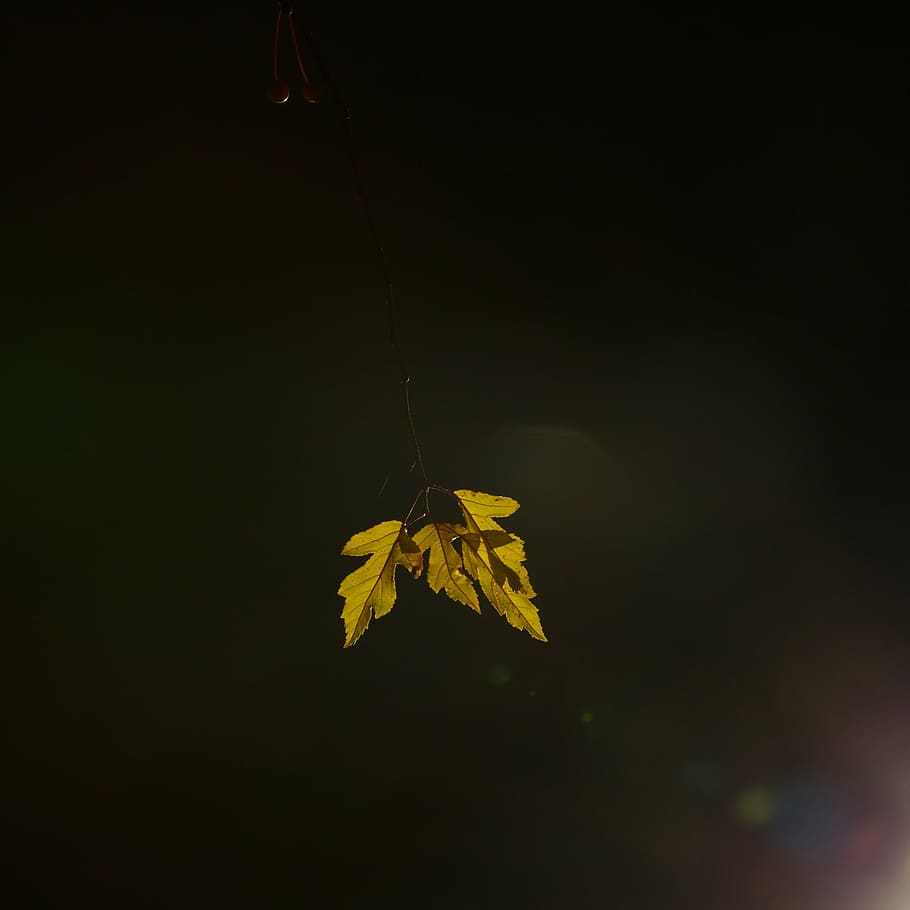 leaf, light, natural, green, outdoor, night photography, denmark HD wallpaper