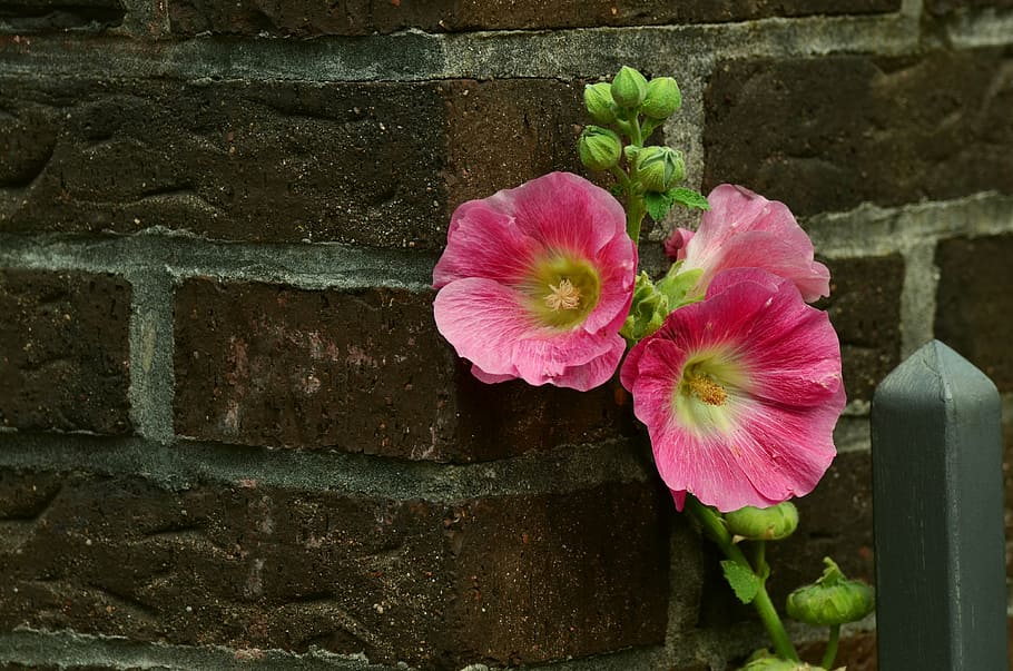 pink petaled flower photo, stock rose, mallow, flowers, garden