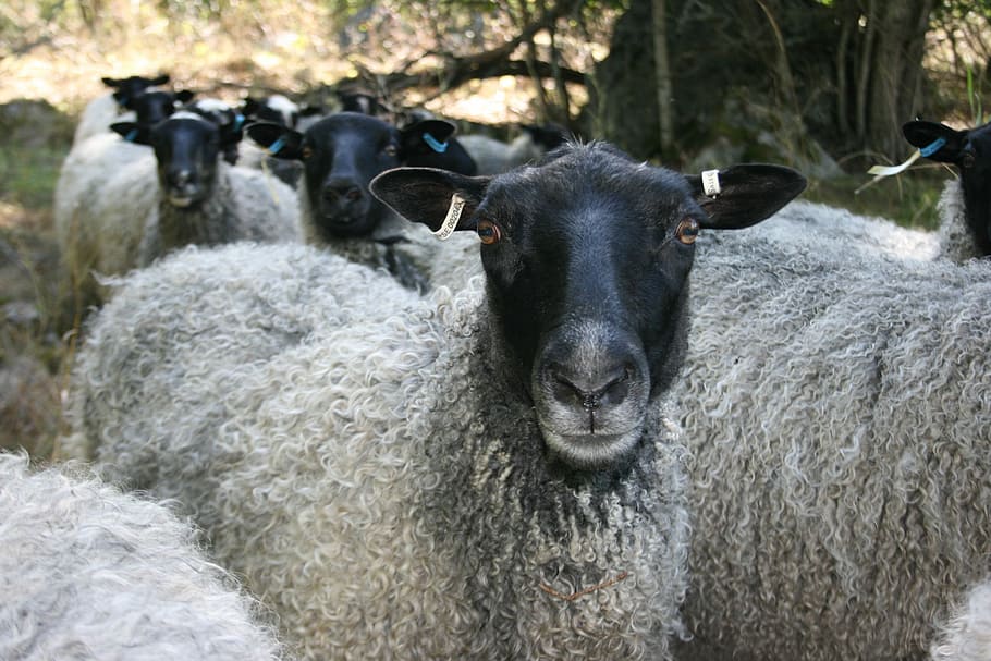 Group, Flock, Management, may, sheep, wool, animal, farm, livestock HD wallpaper