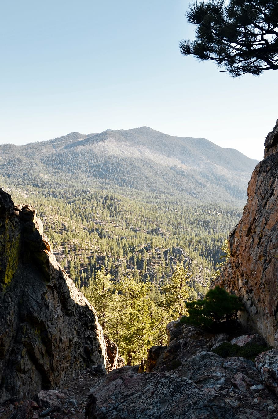 trees and mountain, landscape, photography, covered, rock, formation HD wallpaper