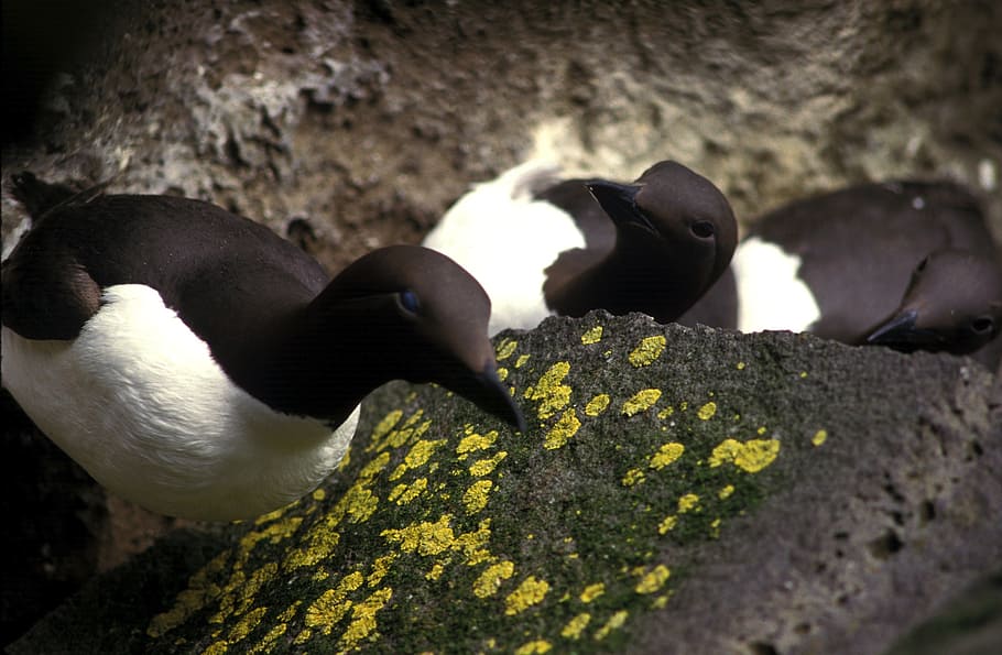 HD wallpaper: common murre, bird, rocks, moss, birds, close-up, macro ...