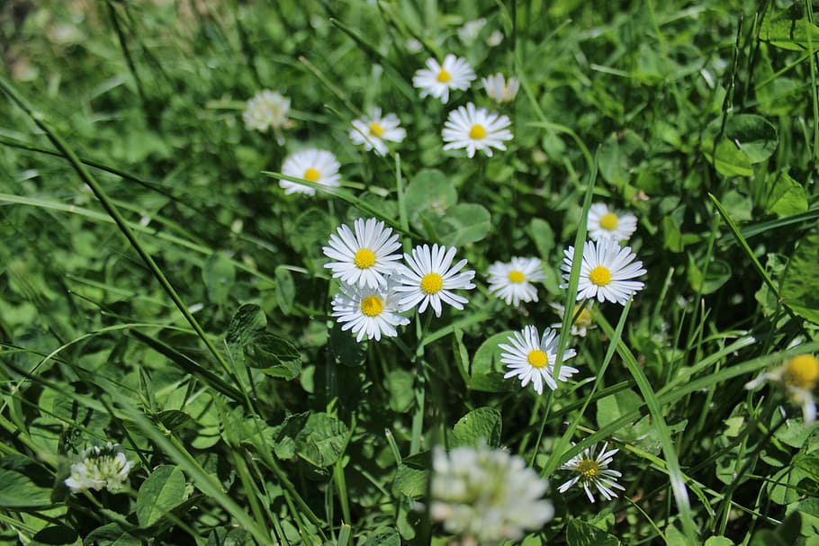 Daisy, Macro, Close, White, Yellow, green, meadow, nature, beautiful HD wallpaper