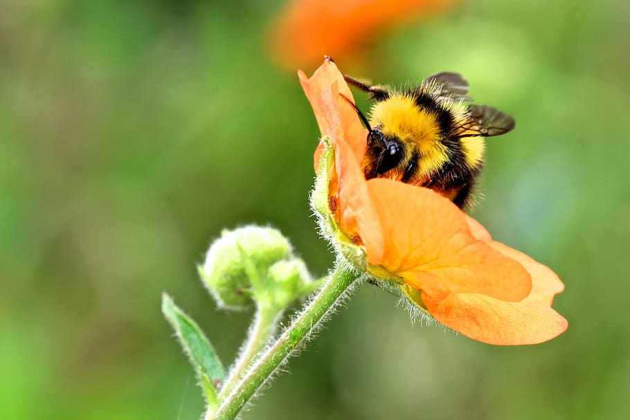 bumble bee perching on orange petaled flower in selective-focus photography, HD wallpaper