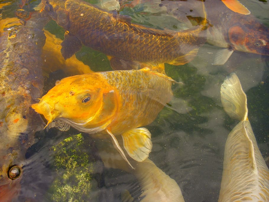 koi, carp, fish, pond, yellow, cyprinus carpio, animal themes HD wallpaper