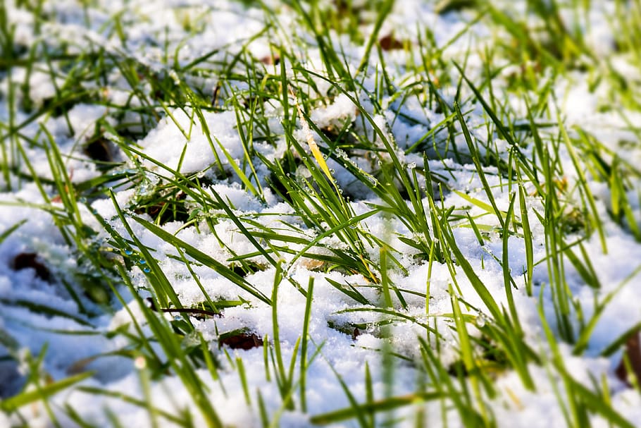 snow, grass, meadow, rush, winter, cold, drip, frosty, halme HD wallpaper
