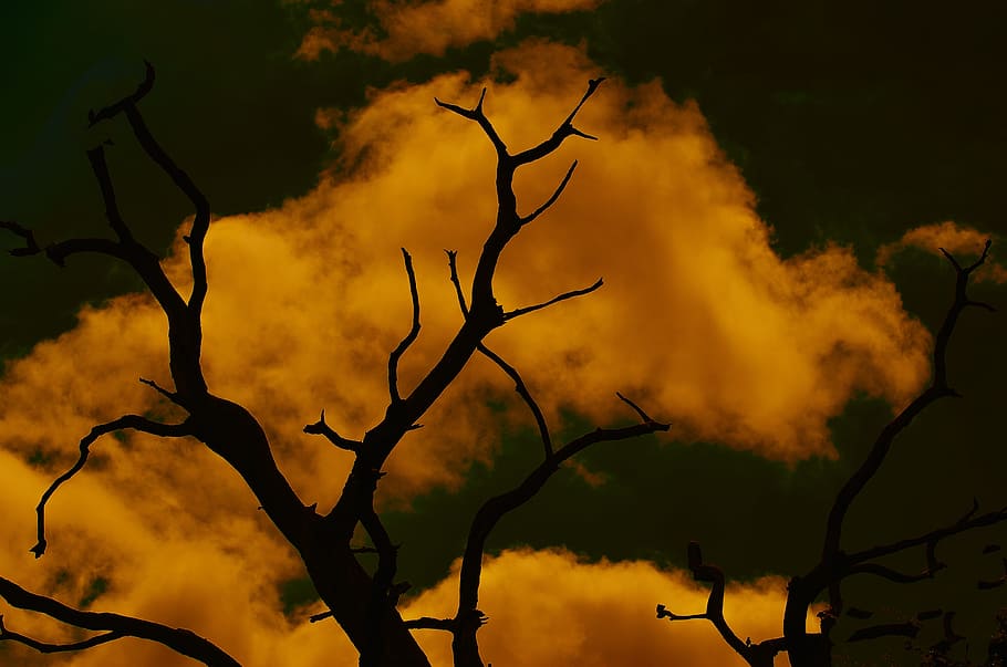 Tree, Dramatic, Sunset, Moody, sky, silhouette, branch, nature HD wallpaper