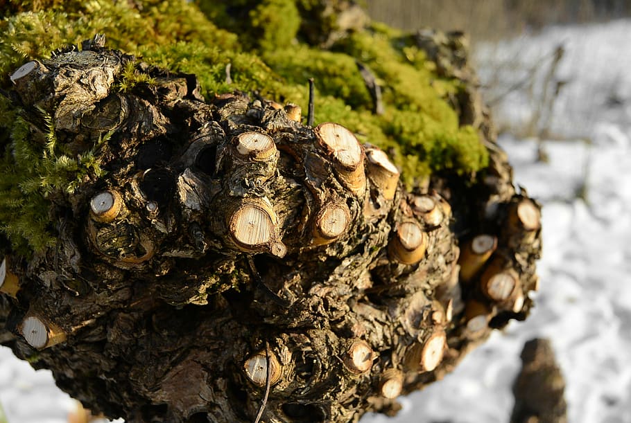 root, nature, moss, green, close-up, focus on foreground, no people HD wallpaper