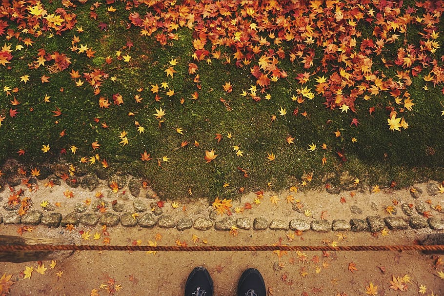 green, grass, leaf, fall, autumn, rope, stone, shoe, footwear HD wallpaper