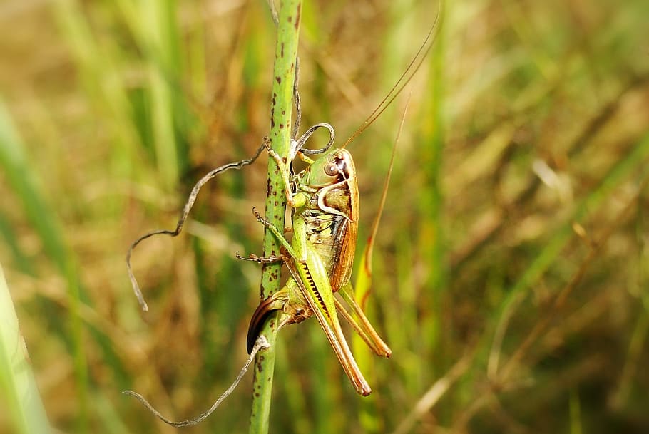 nature, leaf, insect, animals, grasshopper, podłatczyn roesela HD wallpaper