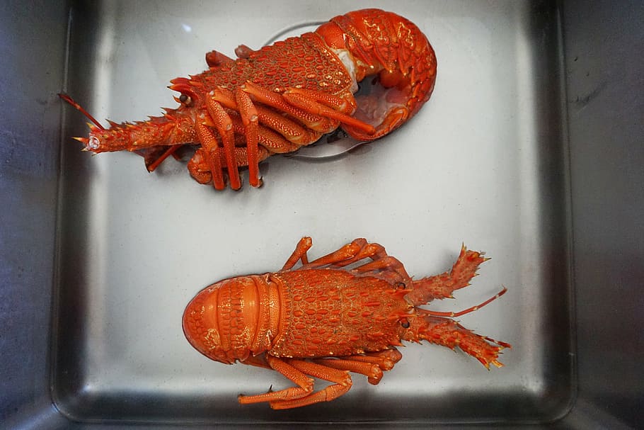 crayfish, cooked, sink, shellfish, seafood, claw, red, crustacean HD wallpaper