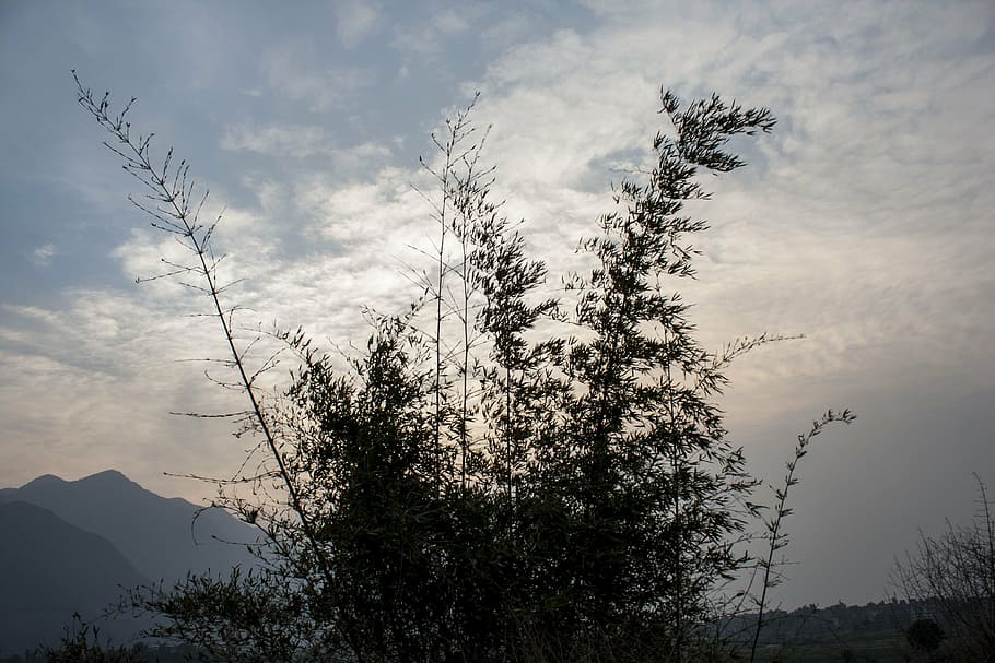 bambbo bush, cloud, sunset, sky, nature, plants, brush, tree HD wallpaper