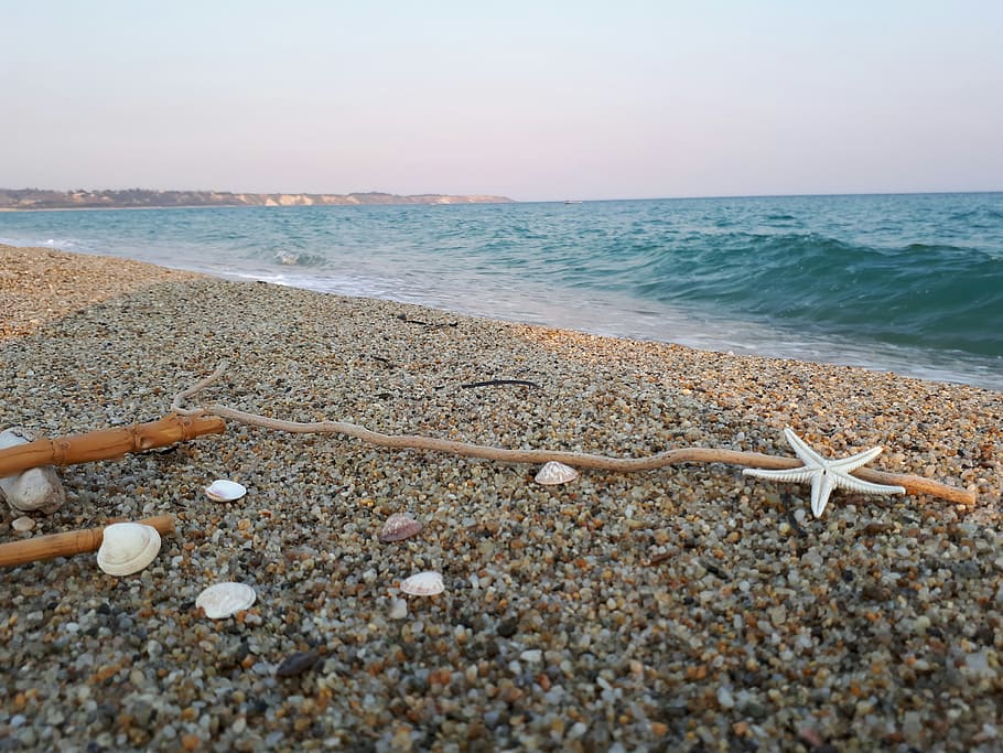 beach, shells, sand, sea, water, land, sky, beauty in nature HD wallpaper