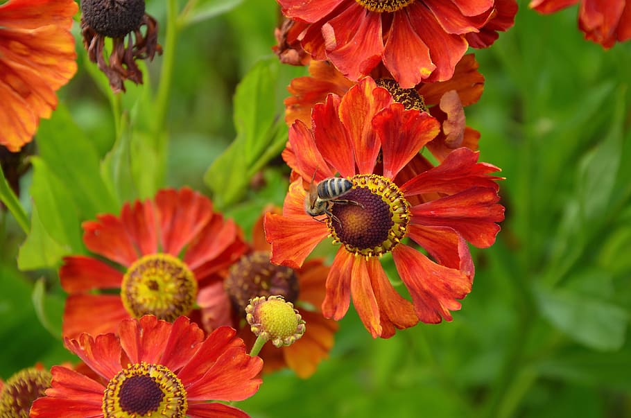 Sun, Brews, Flowers, Bee, Insect, Summer, sun brews, nature HD wallpaper