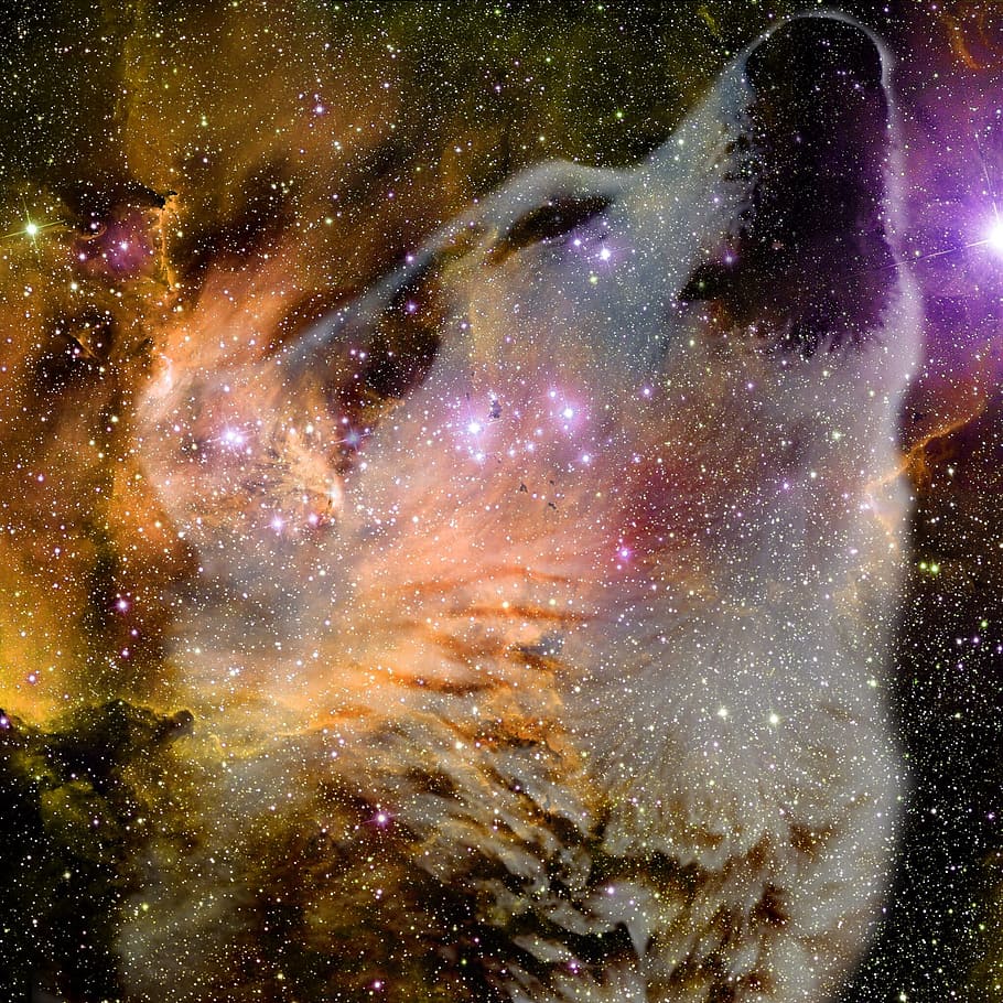 space, wolf, night sky, wolf's head, astronomy, star - space