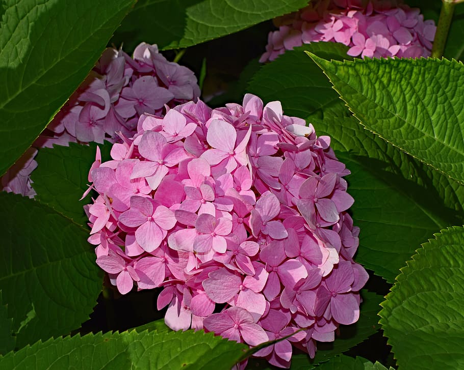 Pink, Hydrangea, Shrub, Flower, Blossom, pink hydrangea, bloom HD wallpaper