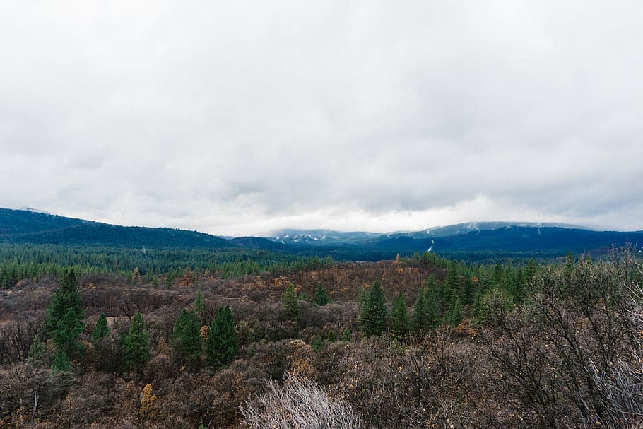 forest photography, green, trees, blue, mountains, underneath HD wallpaper