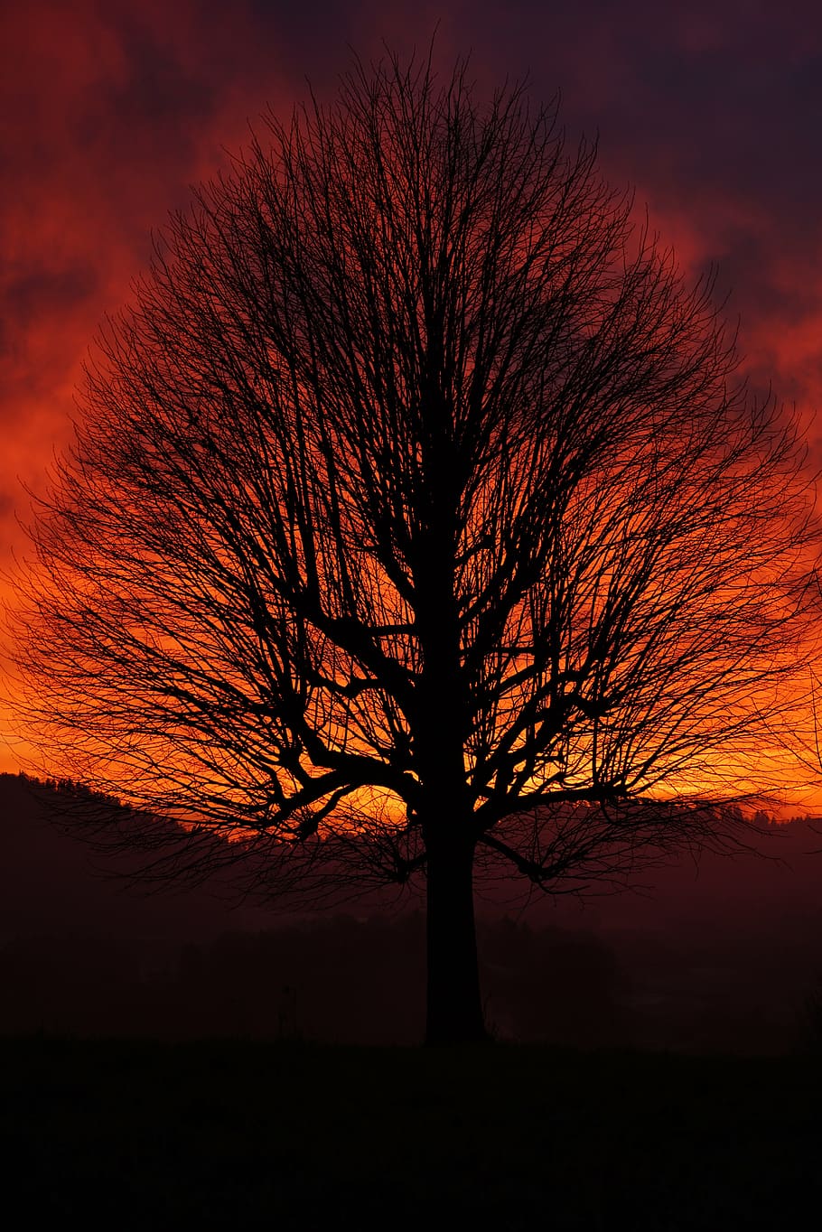 silhouette of bare tree, single tree, solitary tree, sunset, aesthetic