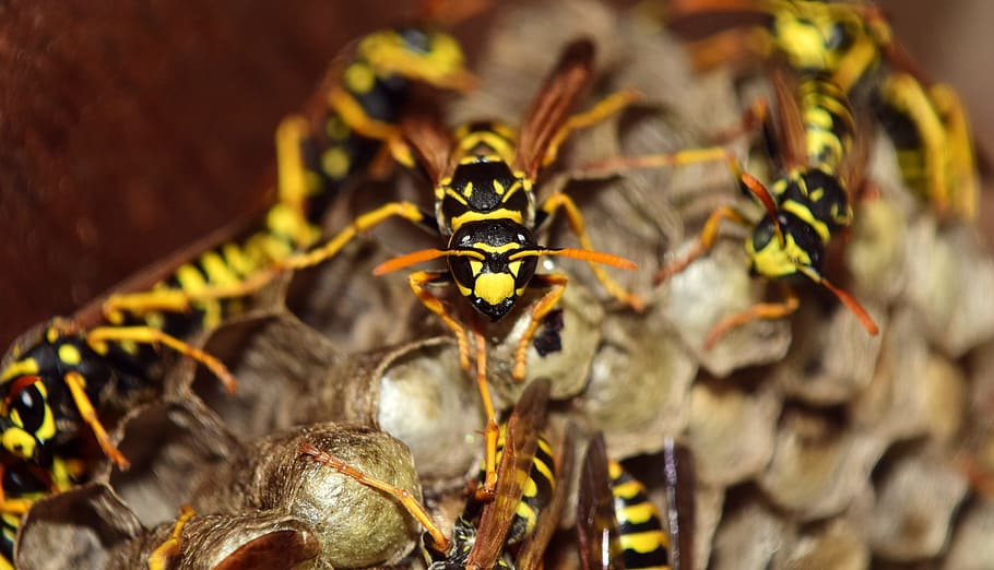 wasps, the hive, combs, nest, animal, sting, insect, close, HD wallpaper