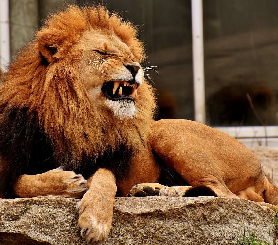 lion lying on the stone, predator, dangerous, mane, cat, male HD wallpaper