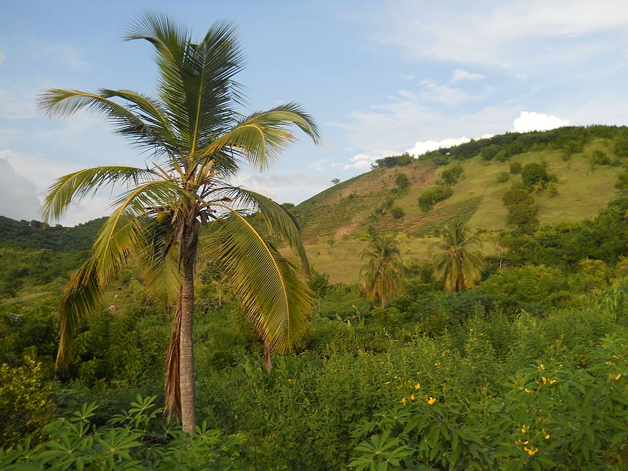 Online crop | HD wallpaper: coconut tree, haiti, landscape, mountains ...