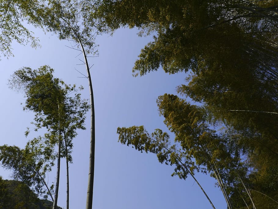 Bamboo, Forest, sky, bamboo forest, tree, nature, outdoors HD wallpaper