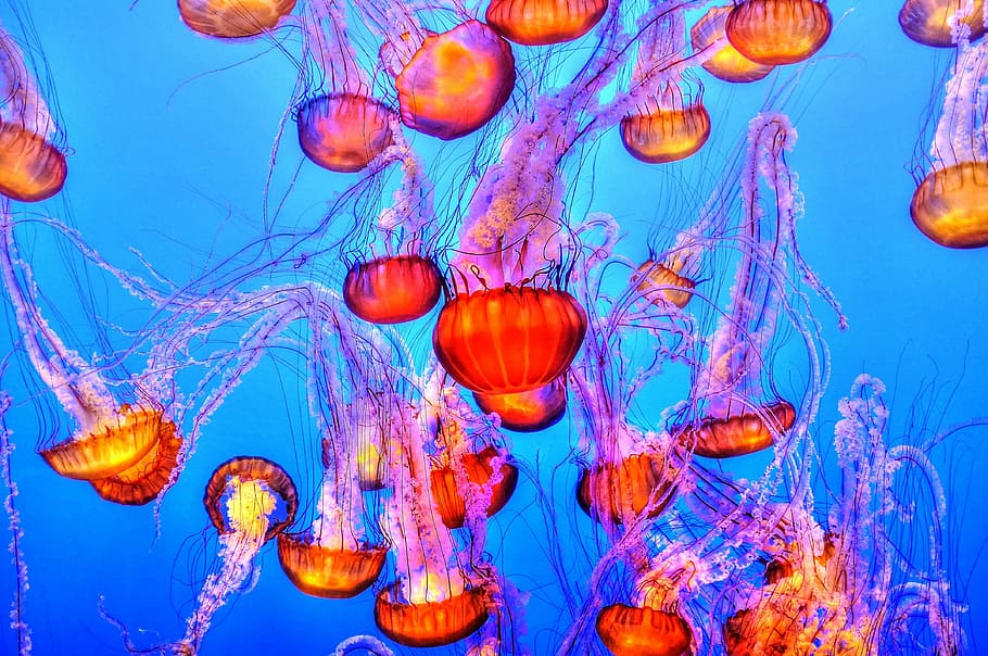 orange jelly fishes, red and purple jellyfishes underwater, wallpaper, HD wallpaper