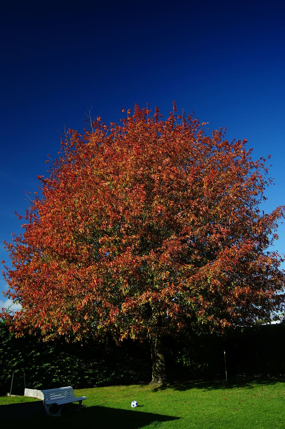 without filter, with no adjustments, tree, fall, natural, colors HD wallpaper