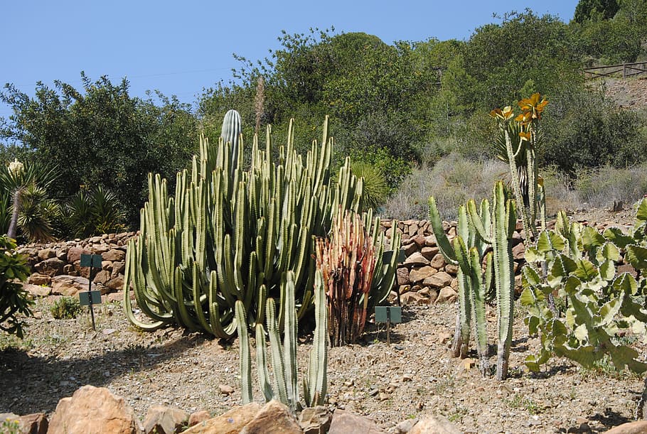 cactus, resistant flowers, botany, plant, growth, tree, nature HD wallpaper