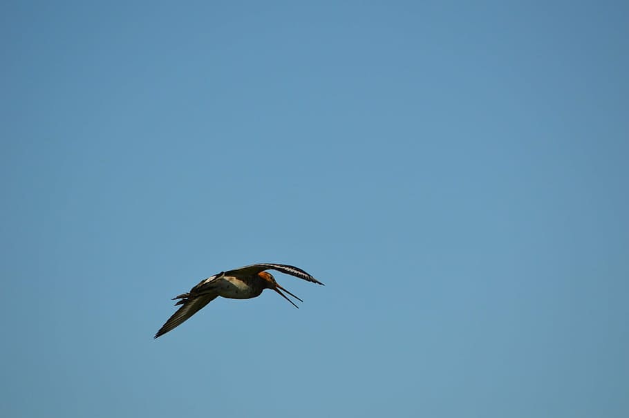 godwit, bird, spring, nature, animal, holland, fly, animal themes HD wallpaper