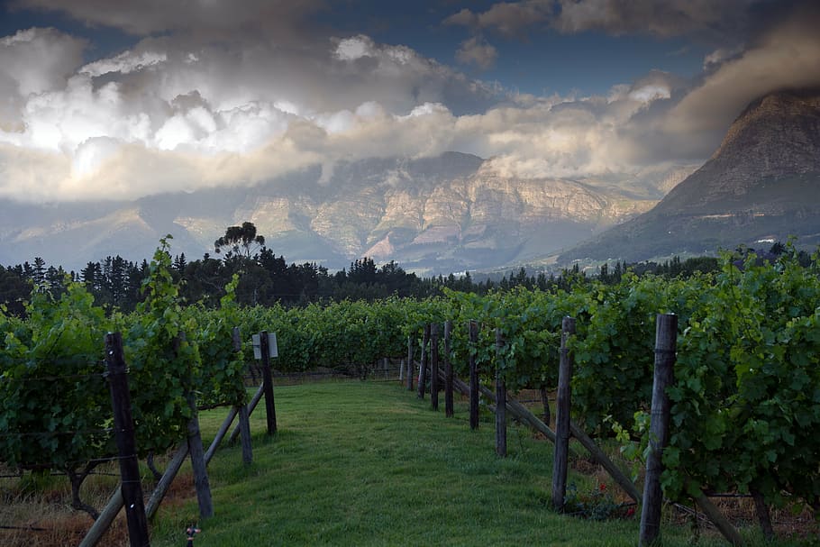 landscape, mountains, vineyard, scenics - nature, environment HD wallpaper