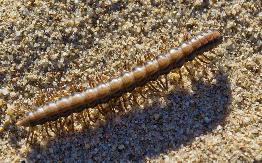Sand, Beach, Millipede, Water, Outdoor, one animal, animal wildlife HD wallpaper