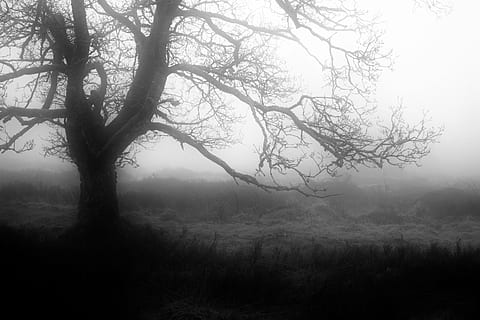 HD wallpaper: silhouette of man walking near trees with fog, autumn ...