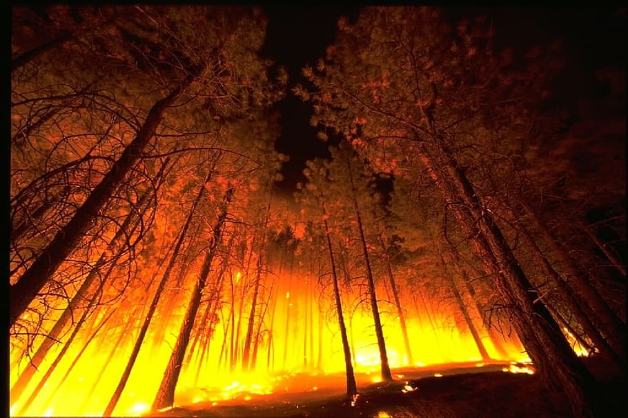 low angle photography of forest on fire, wildfire, blaze, smoke HD wallpaper