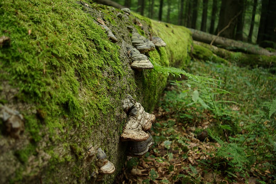 tree, tree fungus, green, beech, forest, moss, mushrooms, nature HD wallpaper