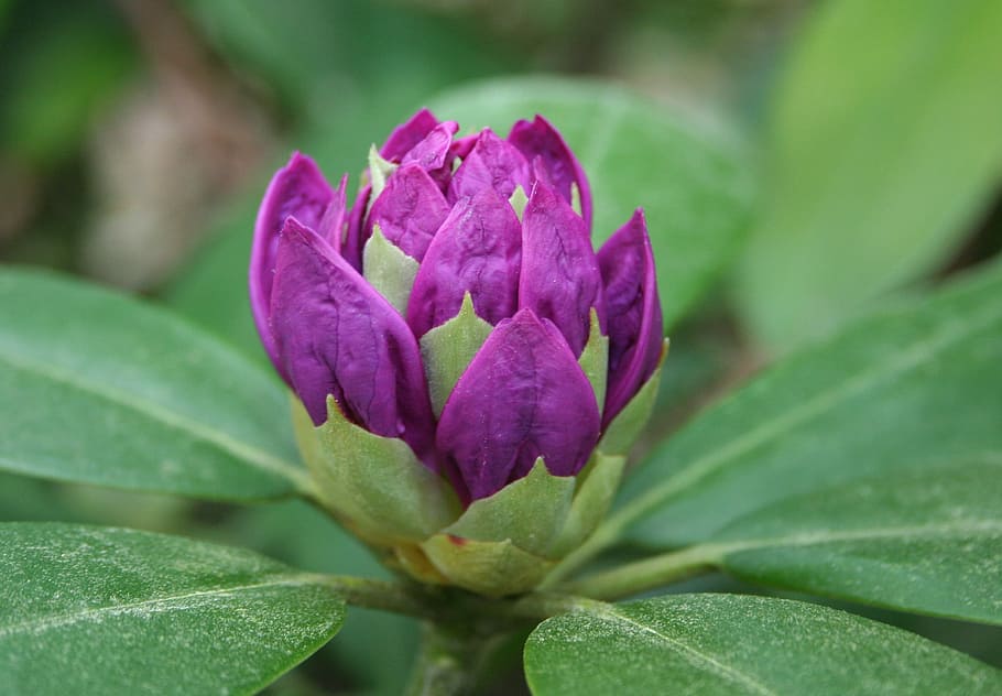 Rhododendron, Macro, Flower, Purple, bud, blooming, perennial HD wallpaper