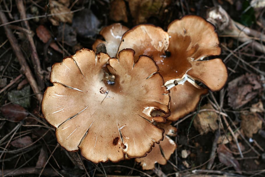 mushroom, brown, cup shaped, land, fungus, plant, nature, field HD wallpaper