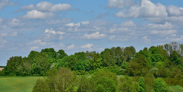green field with trees under blue cloudy skies, nature, panorama HD wallpaper