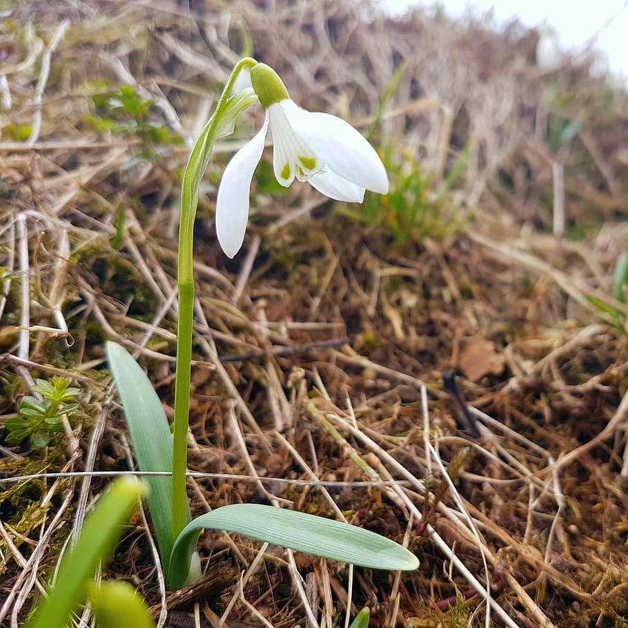 Spring, Macro, Snowdrop, White, Flowers, white flower, plants HD wallpaper