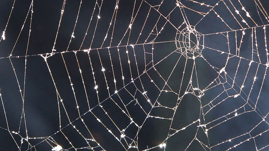 closeup photography of drops of water on spider web at daytime HD wallpaper