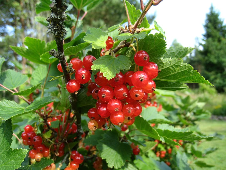 currant, red, bush, leaf, summer, garden, plant part, fruit HD wallpaper