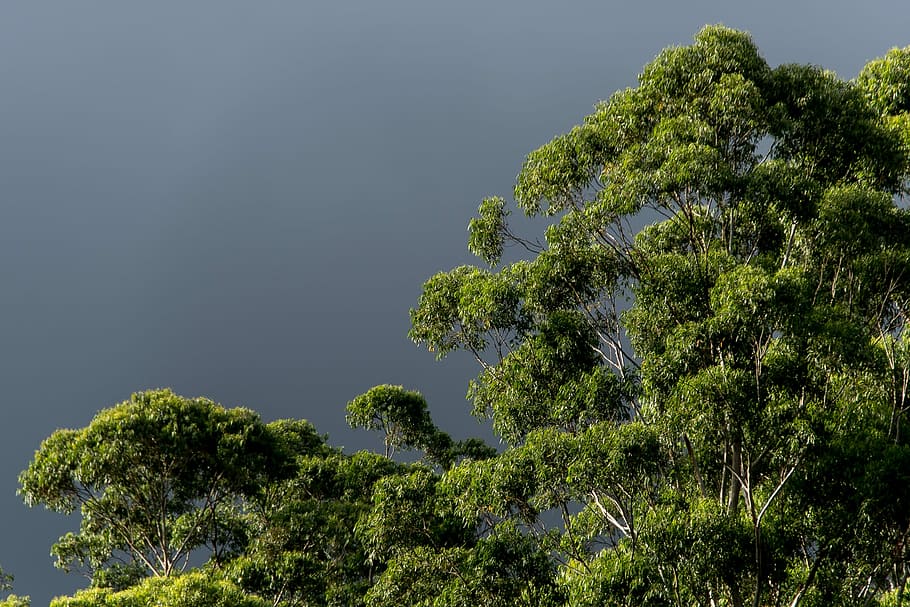 gum trees, eucalypts, green, native, subtropical, grey sky HD wallpaper