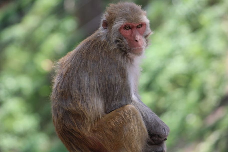 Monkey, Macaca, Himalayan, himalayan monkey, animal, mammal HD wallpaper