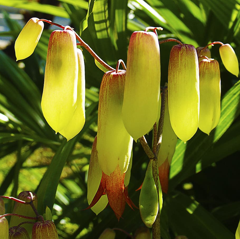 yellow, blossom, bloom, bright, illuminated, exotic, tropical HD wallpaper