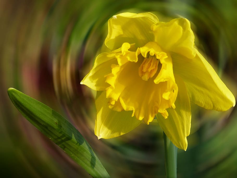 daffodil, blossom, bloom, spring, garden, flowering plant, beauty in nature HD wallpaper